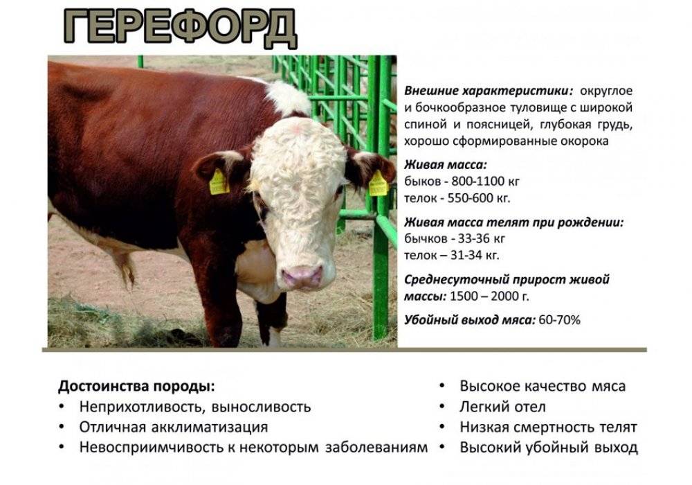 Казахская белоголовая порода коров крс: описание, продуктивность и содержание