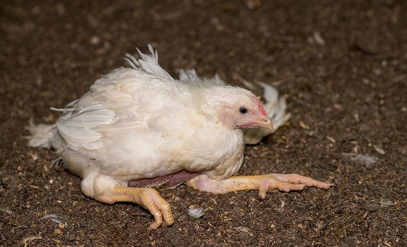 Что делать, если цыплята бройлеры падают на ноги?