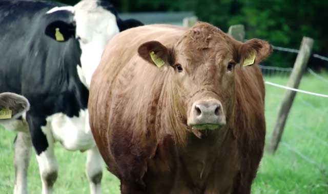 Первые признаки лейкоза у коров: чем опасна болезнь для человека, симптомы