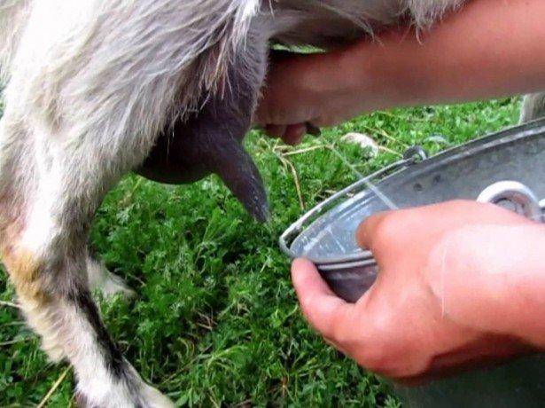 Как запустить козу перед окотом и когда правильно делать запуск после покрытия, что означает, если она дает много или мало молока, сколько длится беременность?