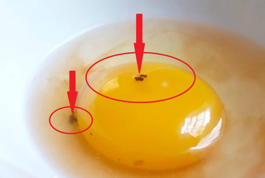 Откуда берутся яйца с кровью и безопасно ли их есть: важно знать