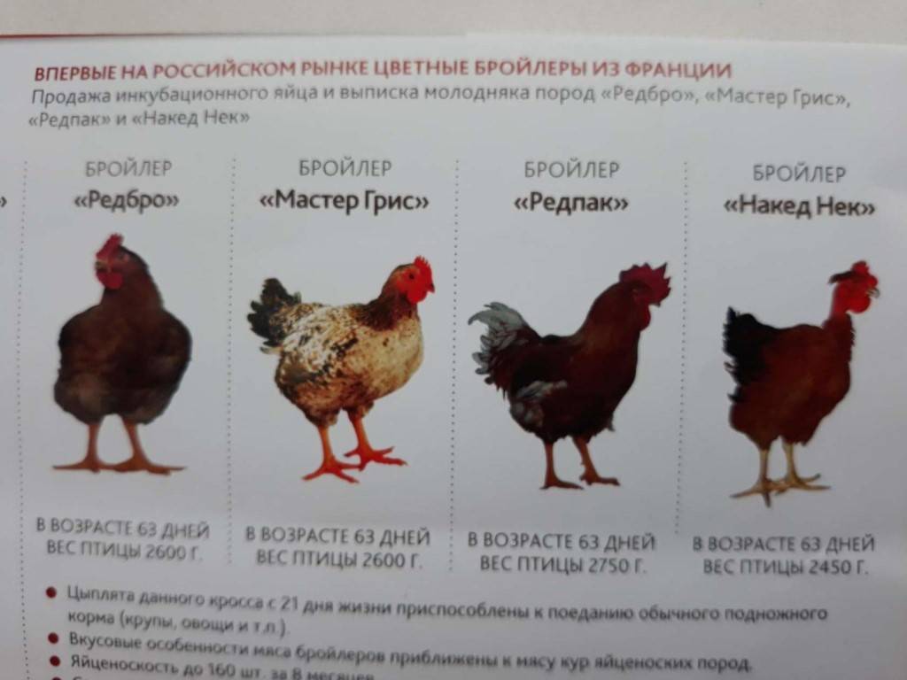 Описание русской белой породы кур
