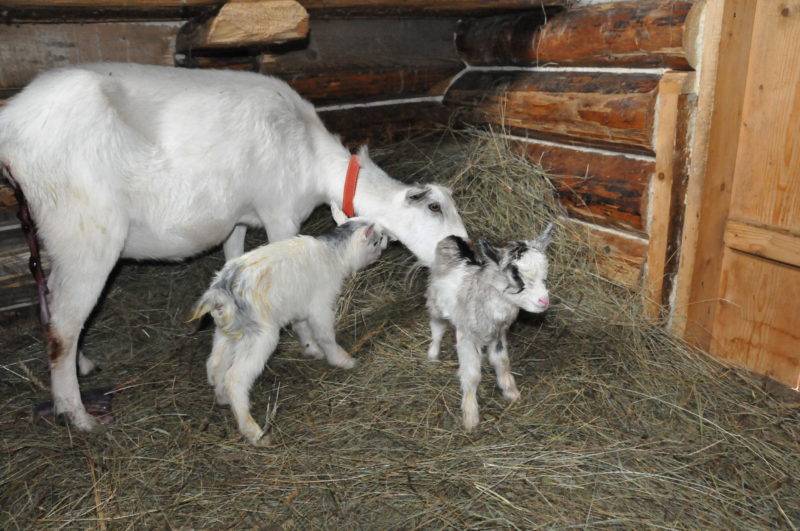 Содержание коз и способы их разведения в домашних условиях