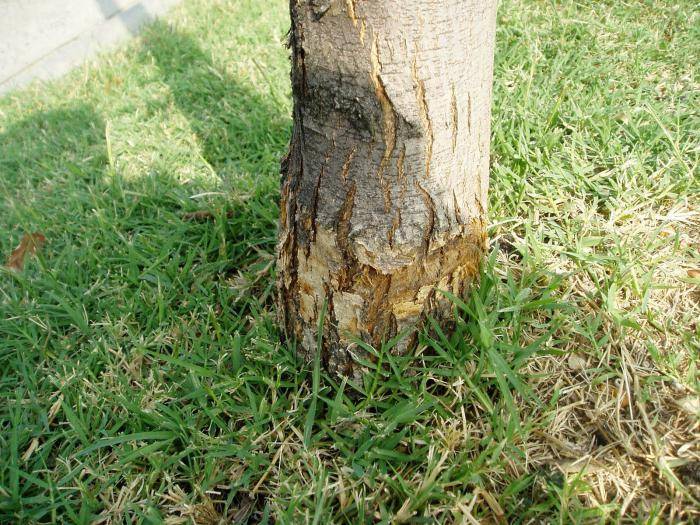 Как спилить дерево, не нарушая закон