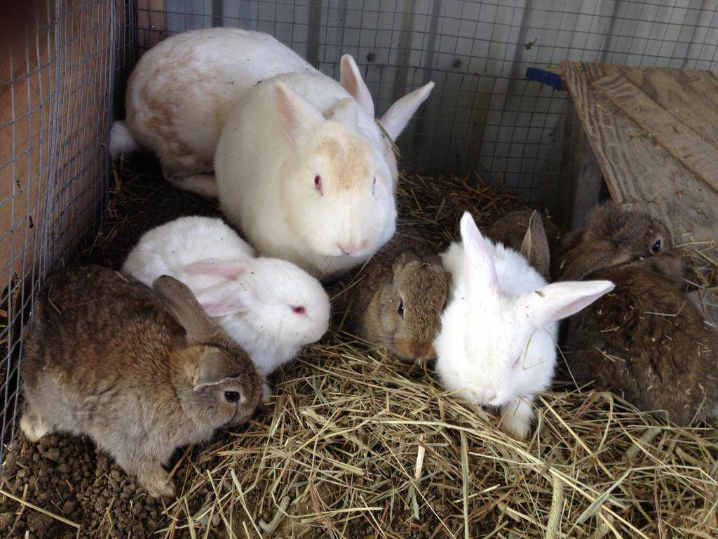 Разведение кроликов на мясо в домашних условиях: как и каких лучше разводить?