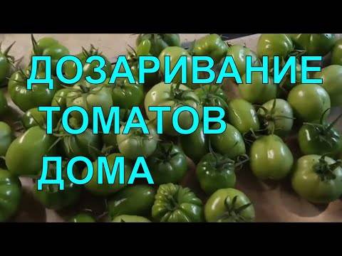 8 способов ускорить созревание томатов