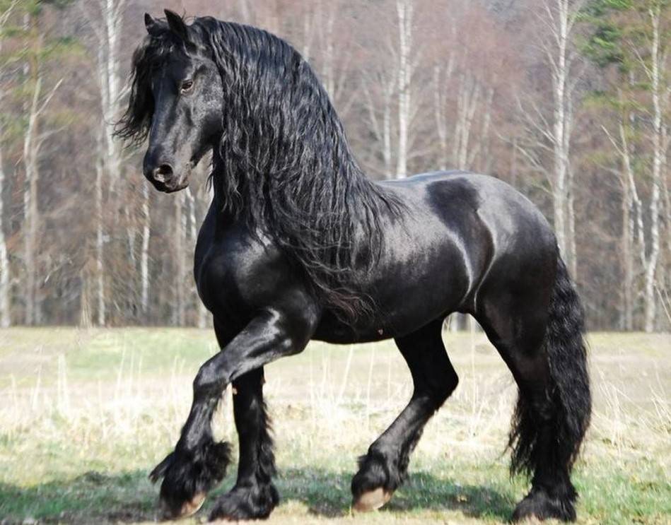 10 самых красивых пород лошадей - удивительный мир животных