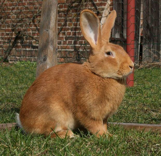 Бургундский кролик: описание породы и характеристика