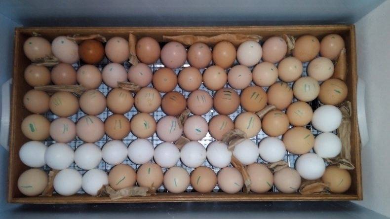 Какие яйца нужны для инкубатора, как выбрать и отобрать в домашних условиях?