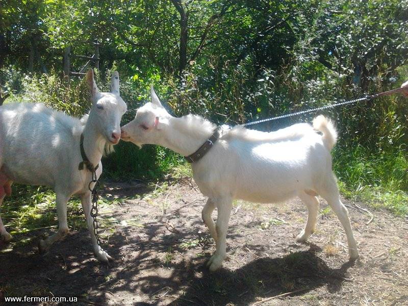 Разведение коз - козоводство - животноводство - собственник