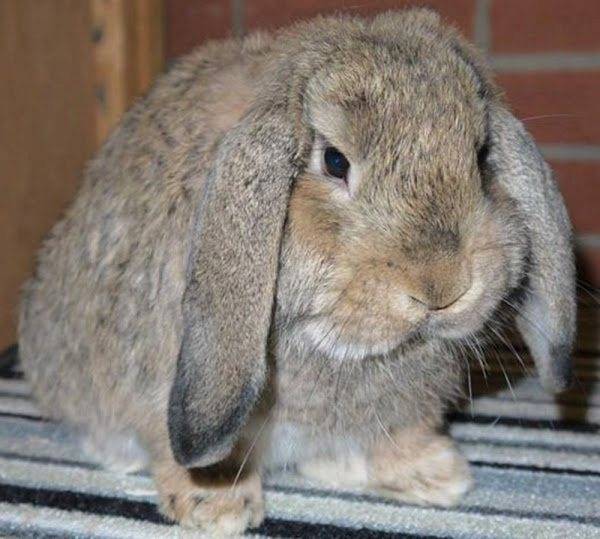 Сколько живут кролики: средняя продолжительность в домашних условиях