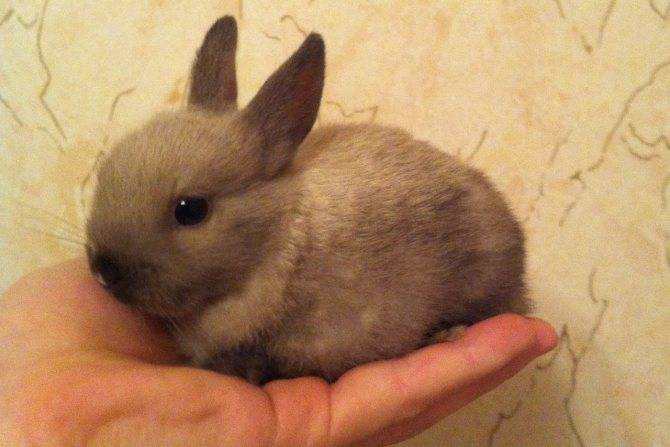Имена для кроликов: как выбрать и приучит?