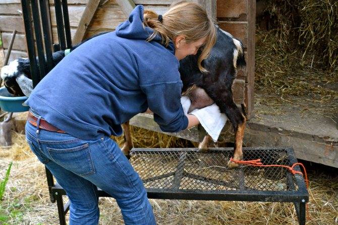 Как правильно доить козу - сколько раз в день и сколько лет доится 2021
