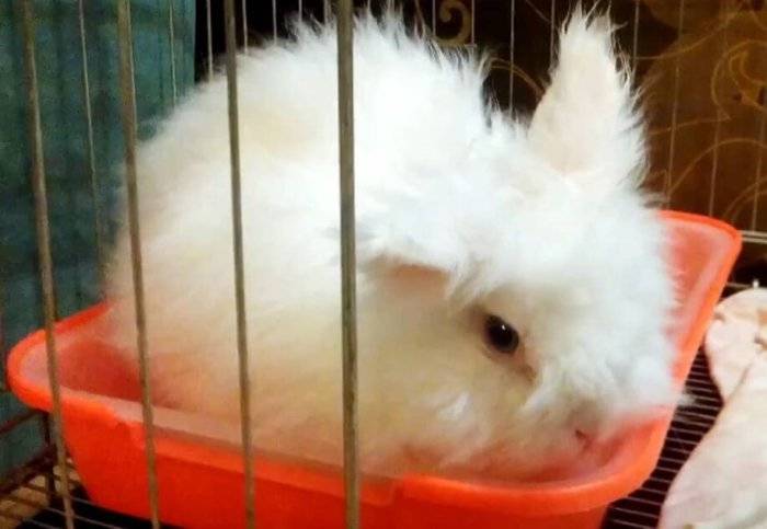 Ангорский кролик: описание породы, уход, кормление, разведение, покупка