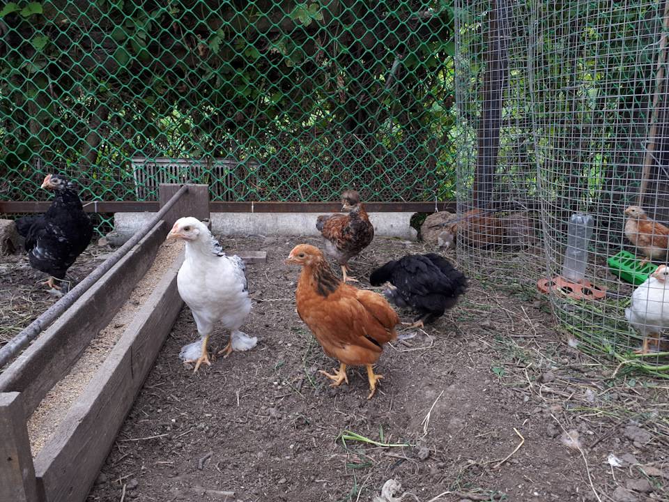 Начинающим птицеводам: как содержать и выращивать кур