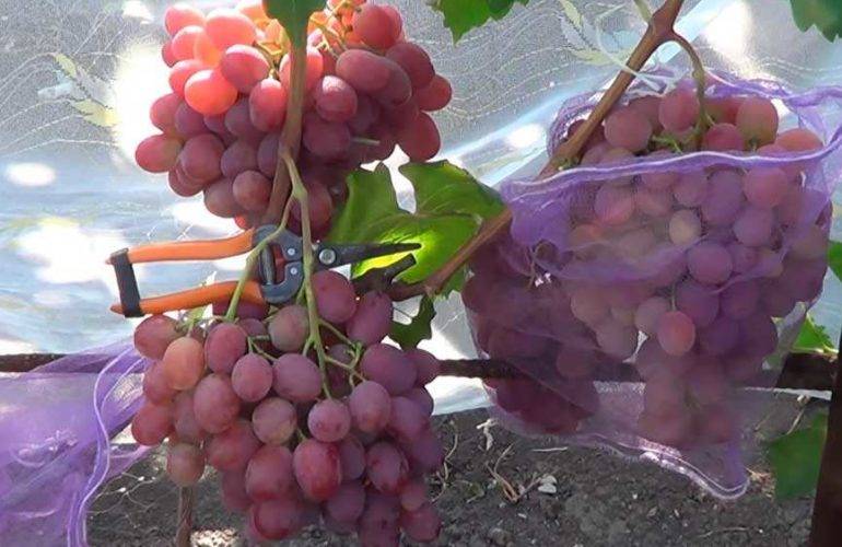 Сорт винограда «анюта» —  характеристики, преимущества