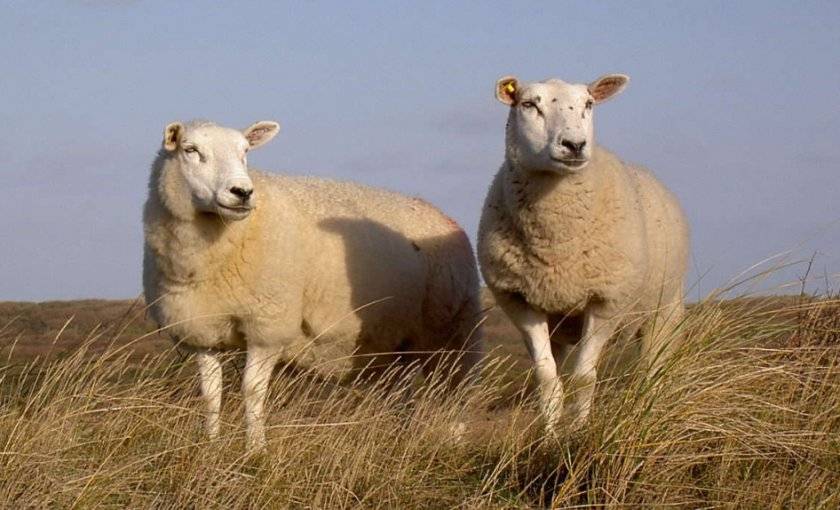 Овцы породы тексель: характеристика, внешний вид, разведение