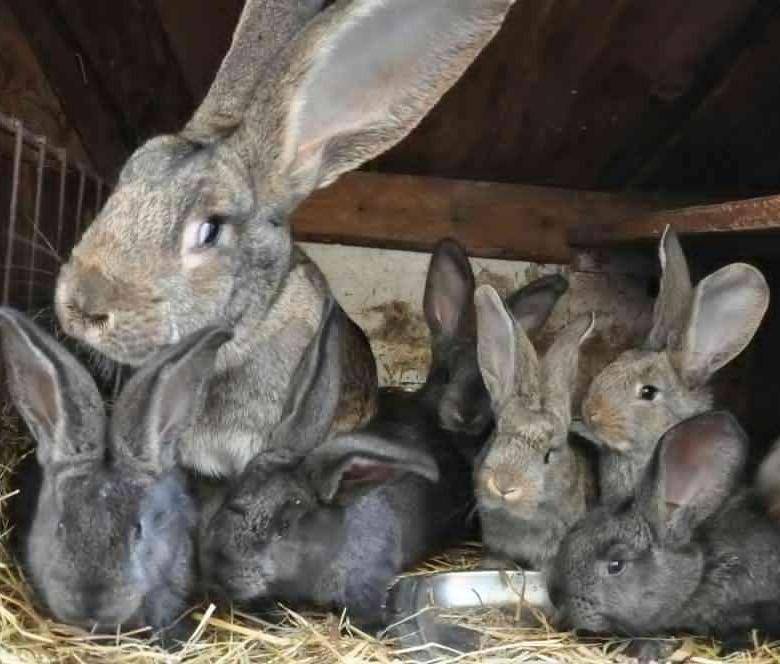 Кролики породы фландр — секреты содержания бельгийских великанов