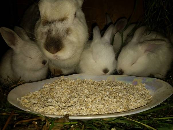 Можно ли кормить кроликов рожью в виде зерна и давать ее всходы
