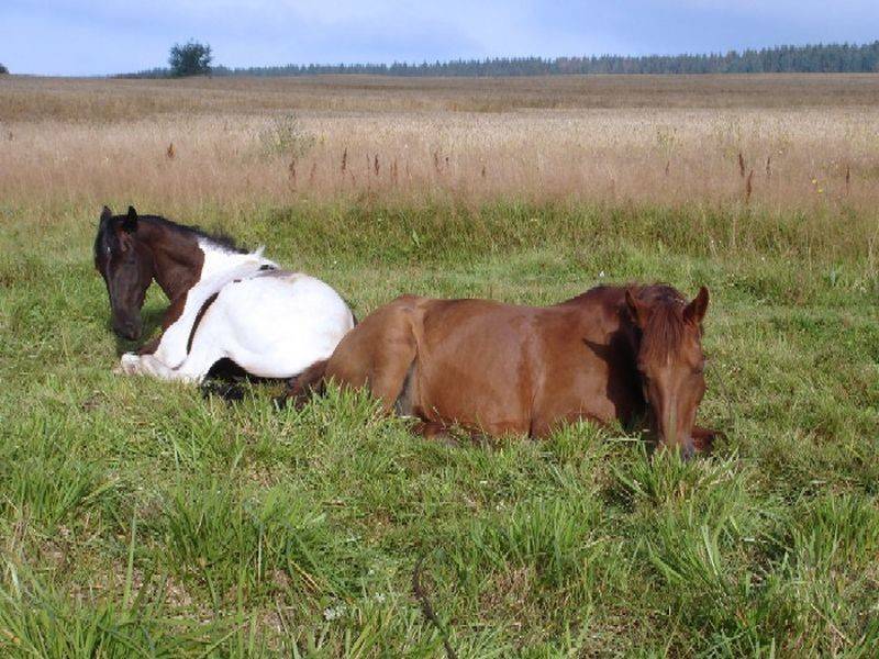 Как спит лошадь на самом деле?