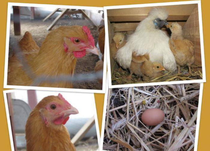 Почему куры клюют яйца, как решить проблему