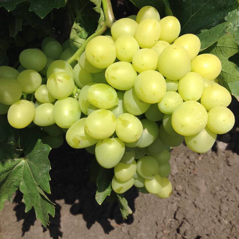 Сорт винограда аркадия: описание и характеристики