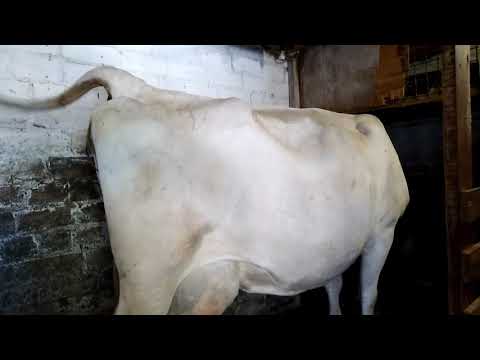 Отел коровы - правильное содержание и особенности ухода (видео 105 фото)