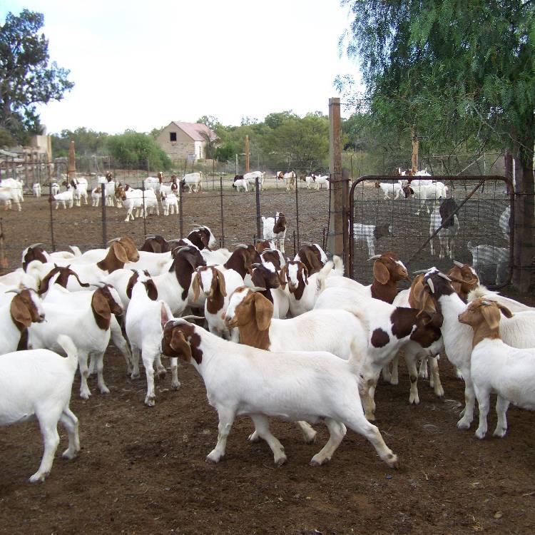 Характеристика и описание бурских коз. разведение и содержание мясной породы
