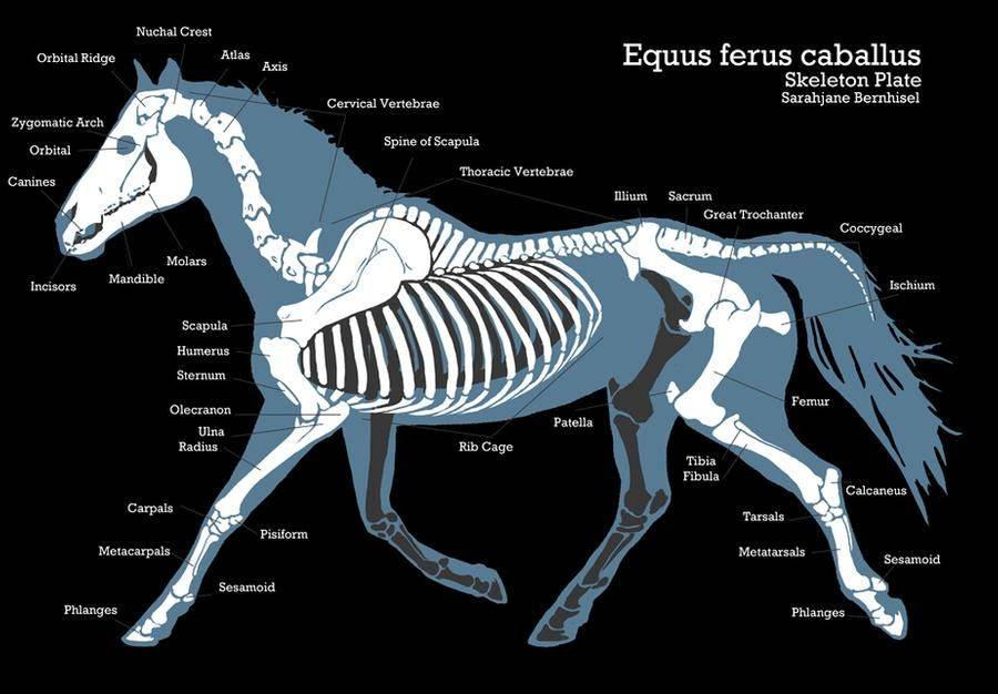 Анатомия и физиология лошади
