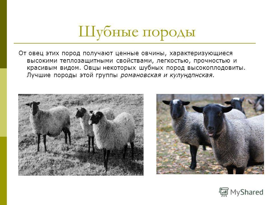 ᐉ карачаевская порода овец: описание и характеристики - zooon.ru