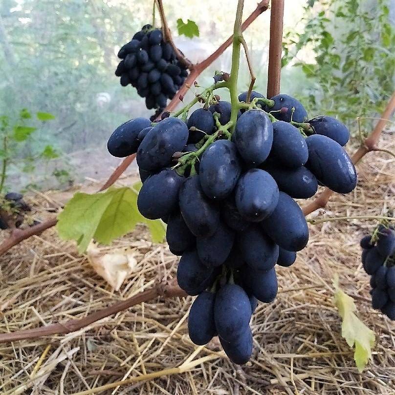 Виноград кодрянка - описание сорта, фото, условия выращивания