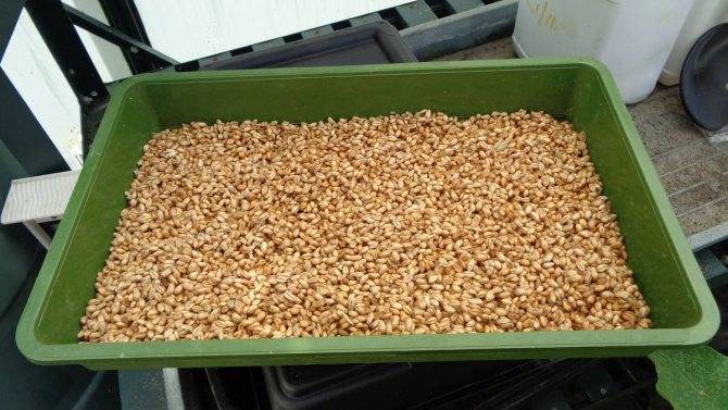 Как прорастить пшеницу для кур - пошаговая инструкция