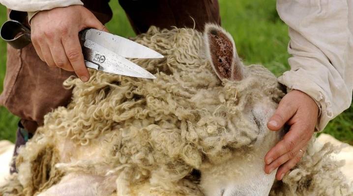 Стрижка овец - sheep shearing