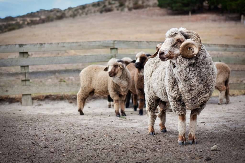Порода овец меринос — описание, характеристика, условия содержания. | cельхозпортал