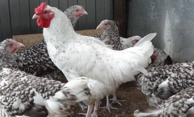 Пушкинская порода кур: описание полосато-пестрой курицы (фото)