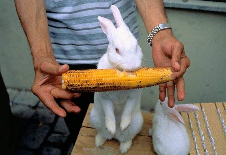 А кукурузой кормить кроликов можно?