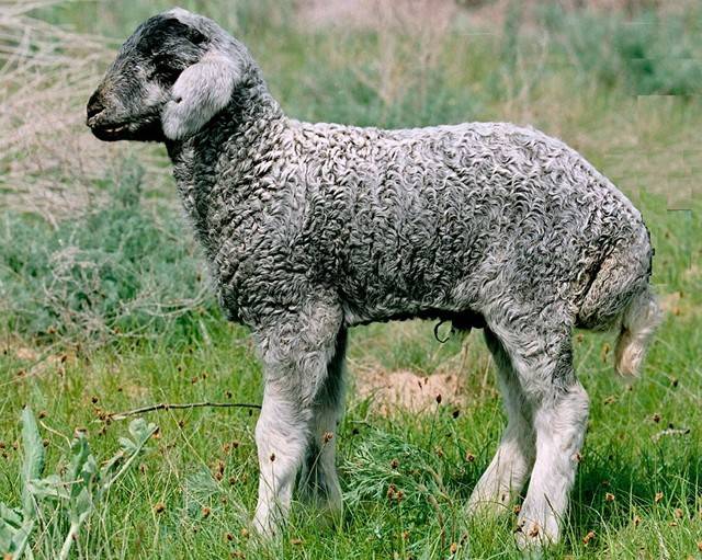 Курдючные породы овец: описание с фото, характеристика