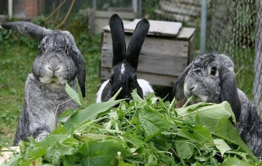 Какой травой можно и нельзя кормить кроликов
