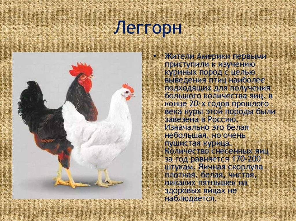 Русская белая порода кур – потомки леггорнов, достижение отечественной селекции. описание и характеристики