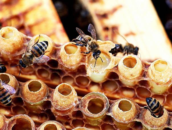 Пчелиное маточное молочко: польза и вред, как принимать