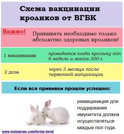 Прививки кроликам какие и когда делать, вакцинация кроликов (фото)