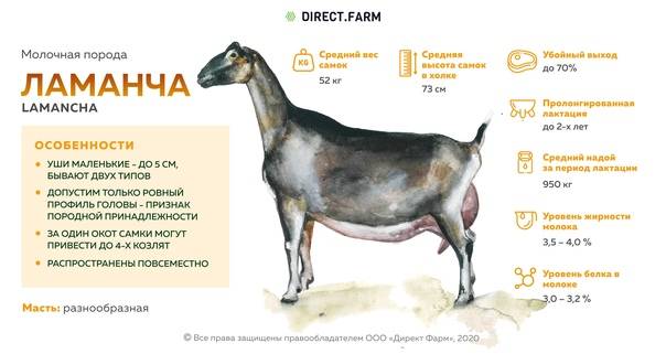 Описание и продуктивность молочных коз породы Ламанча