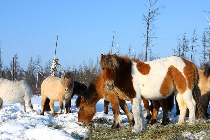 Обзор редких аборигенных пород: якутская лошадь, вятская, алтайская и другие