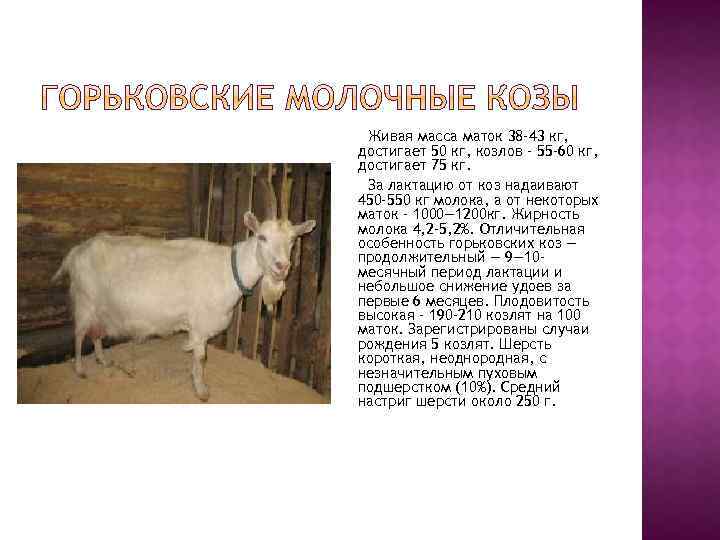 Тоггенбургские козы: описание породы, фото