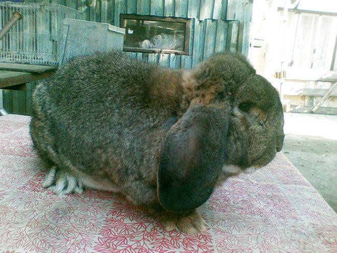 Кролики породы баран — достоинства и недостатки