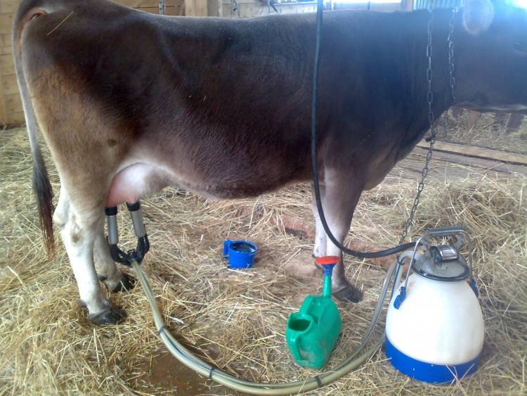 Доильный аппарат для коров: описание, устройство