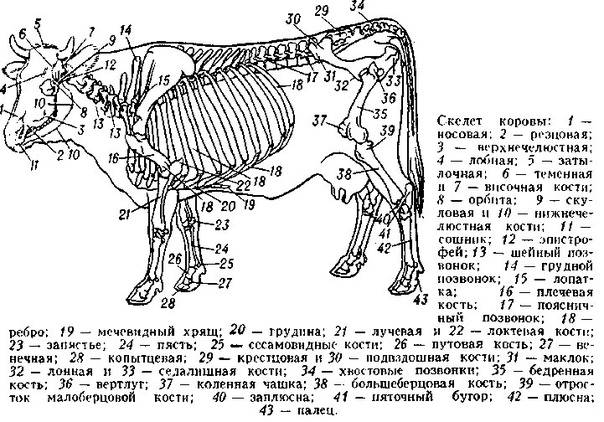 Скелет коровы с названием костей: фото, анатомия, строение
