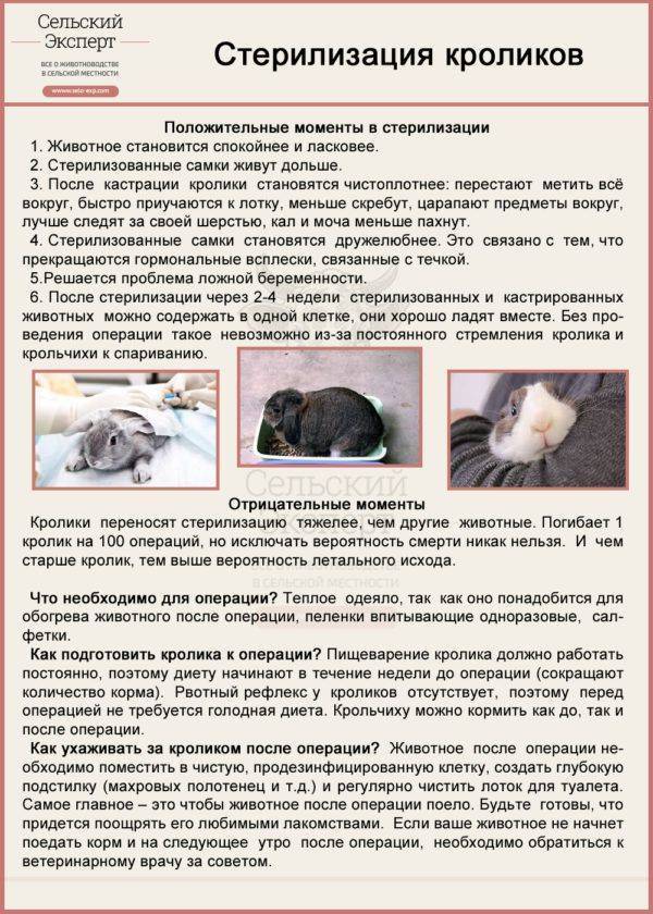 Заболевания дыхательных путей/кроличий насморк (ринит)/пастереллез | кролик дома