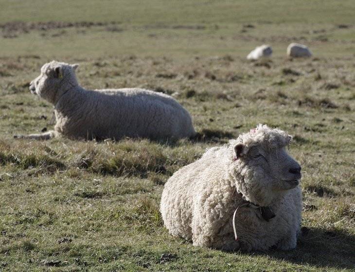Овца породы меринос: происхождение, характеристика, правила и особенности содержания