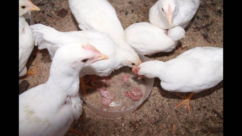 Расклев до крови у цыплят: причины, протекание, лечебные и профилактические меры
